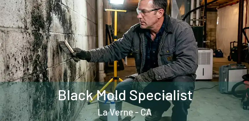  Black Mold Specialist La Verne - CA